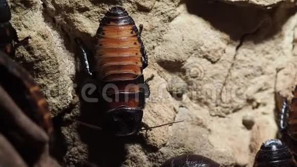 蟑螂坐在石头表面视频的预览图