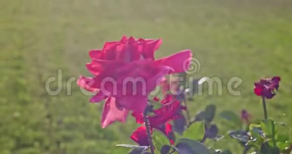红玫瑰盛开的嫩花丛植物在植物园4k近景拍摄盛开的花朵粉红色的玫瑰视频的预览图