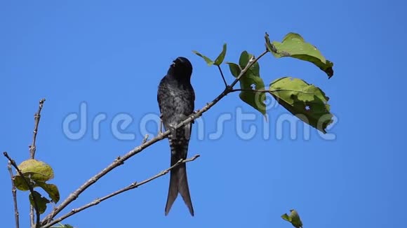 黑鸟大尾蚴坐在树枝上对抗蓝天视频的预览图