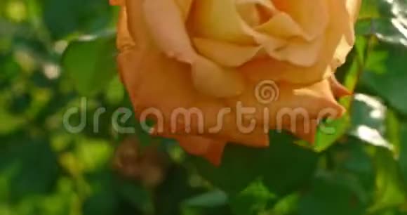 黄玫瑰盛开的花丛在植物园4kDCI近距离拍摄盛开的花朵黄色的玫瑰视频的预览图