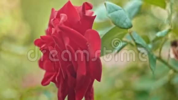 大红玫瑰在风中缓慢移动视频的预览图