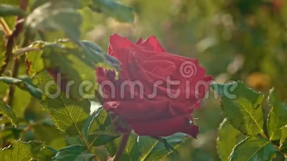新鲜的红玫瑰在风中缓慢移动视频的预览图