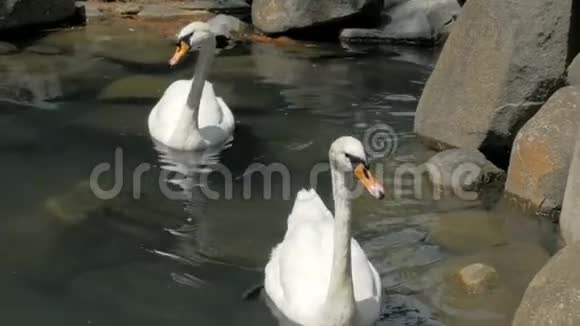 两只天鹅在公园的一个小湖里游泳视频的预览图