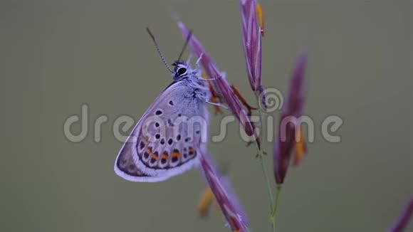 在草地上一只美丽的蝴蝶普通的蓝色多目伊卡洛斯视频的预览图