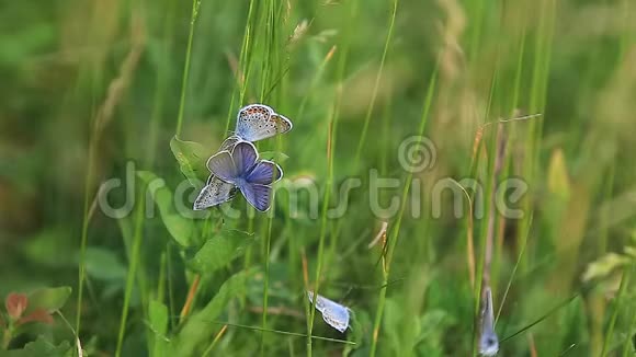 在草地上一只美丽的蝴蝶普通的蓝色多目伊卡洛斯视频的预览图