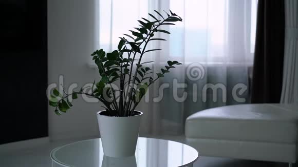 一个年轻人在玻璃桌上用白锅浇植物视频的预览图