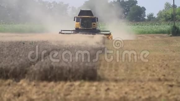 联合收割机和卡车收集新的小麦收获视频的预览图