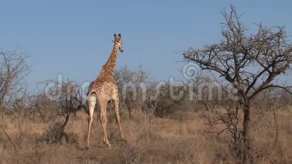 长颈鹿在草原上行走视频的预览图