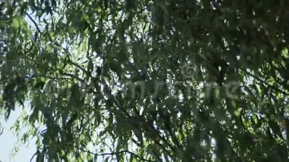 一棵树的树枝它能穿过太阳的光芒视频的预览图