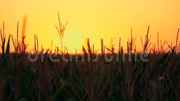 太阳落山时的玉米秸秆视频的预览图