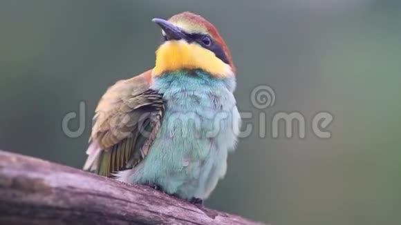 可爱的彩色鸟慢慢地射击视频的预览图