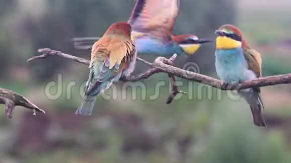 夏天有彩色羽毛的野鸟视频的预览图