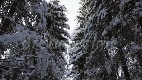 雪层下的高大云杉树视频的预览图