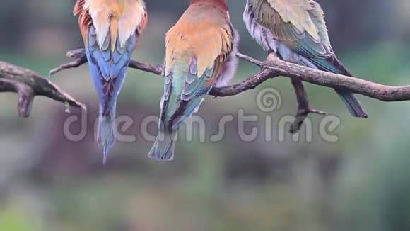野鸟清理它们的彩色羽毛视频的预览图