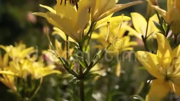 黄色亚细亚混合百合夏天花园里生长的鲜花园艺概念视频的预览图