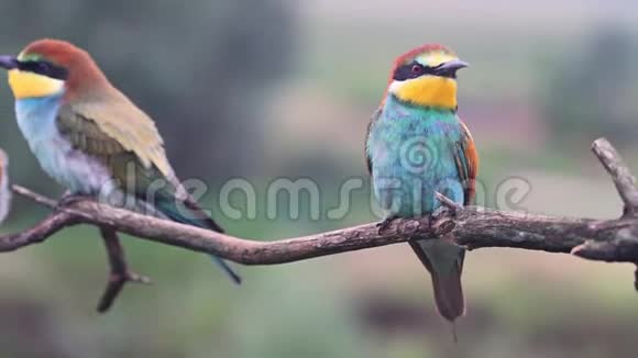 一家只彩色野鸟栖息在树枝上视频的预览图
