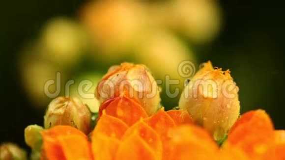 火红的凯蒂熊猫植物花雨滴飘落视频的预览图