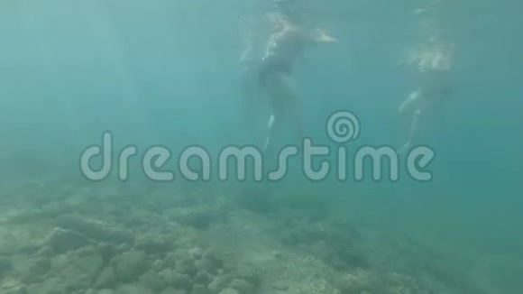 水下肥胖的男女在蓝海中游泳视频的预览图