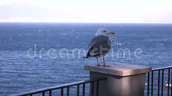 海鸥在蓝色的海面上视频的预览图