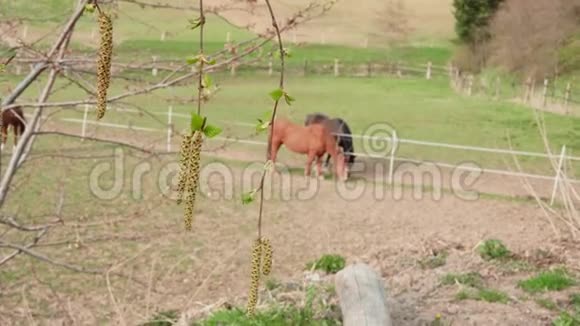 桦树枝和小枝春天在围场放牧马视频的预览图