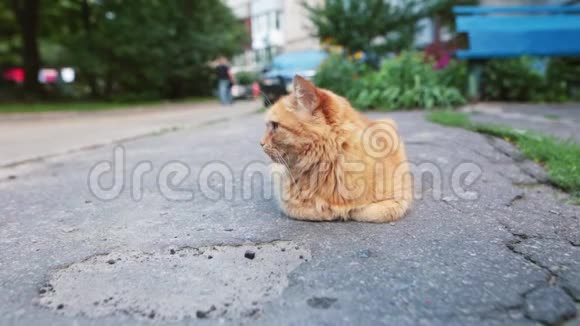 可爱的无家可归的红头猫在路上休息视频的预览图