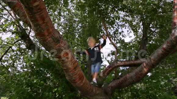 小男孩正在爬树视频的预览图