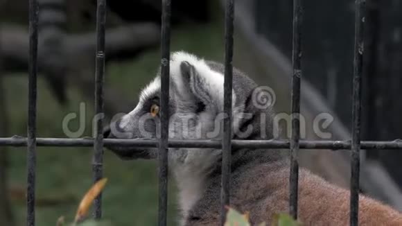 动物园笼子后面的狐猴画像4k视频的预览图