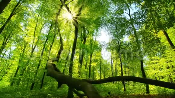 太阳把迷人的光线投射到清新的绿色森林里视频的预览图