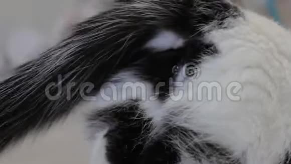 有黑点的白猫在后腿特写猫发情视频的预览图