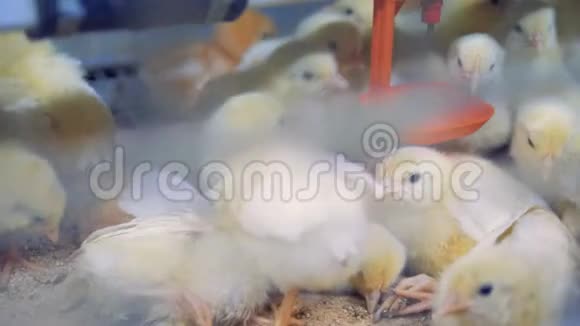 把聚集在食物盘附近的小鸡关起来视频的预览图