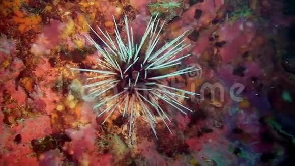 海胆在加拉帕戈斯群岛上明亮的多色海底视频的预览图