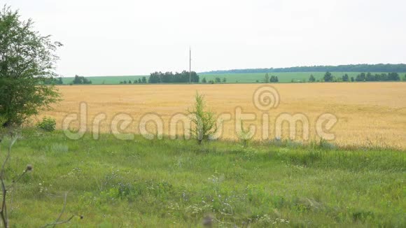 有小麦或黑麦的田地在经过现场的汽车边缘视频的预览图