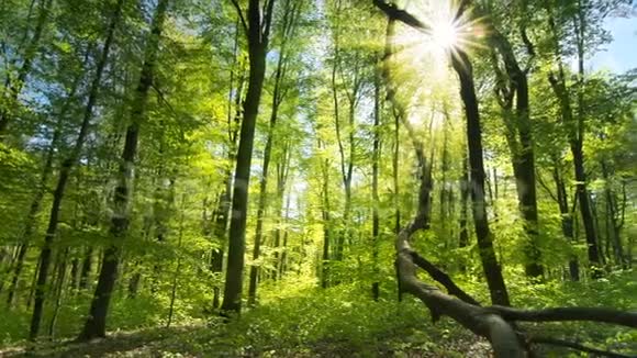 太阳把美丽的光线投射到清新的绿色森林里视频的预览图
