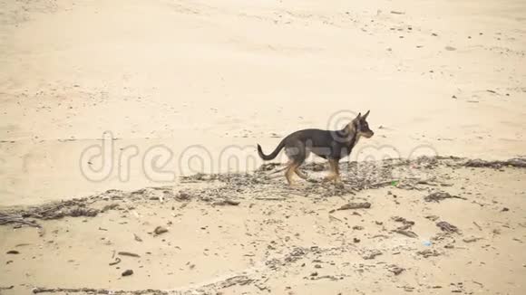 小狗在沙滩上慢动作视频的预览图