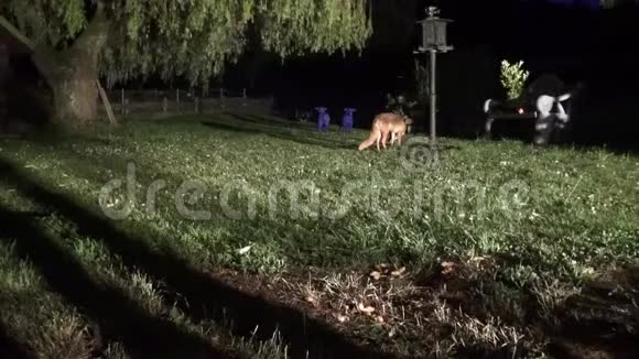 浣熊没有运气占主导地位的狐狸把他赶走了喂食塔视频的预览图