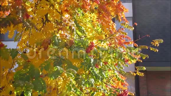 秋天的树叶映衬着一座古老的建筑视频的预览图