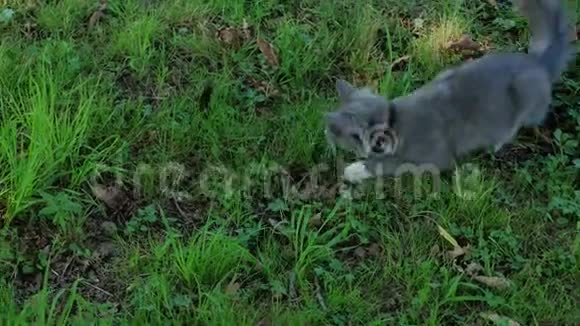 一只纯种的灰猫在绿草中捉老鼠视频的预览图