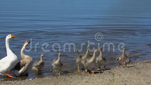 大鹅和小鹅在动物牧场上自由行走农场湖上可爱的牲畜幸福的鸟家人视频的预览图