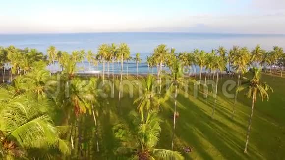 棕榈树和蓝色海洋上空视频的预览图