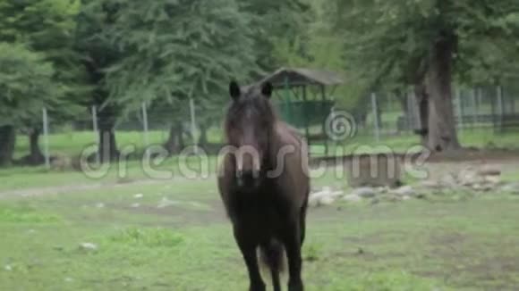 马的手表在镜头里视频的预览图