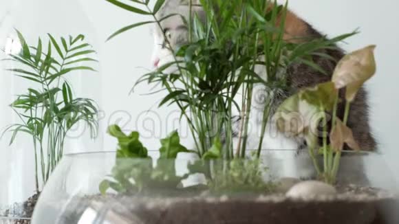一只宠物猫用玻璃罐在被子下面嗅绿色植物视频的预览图