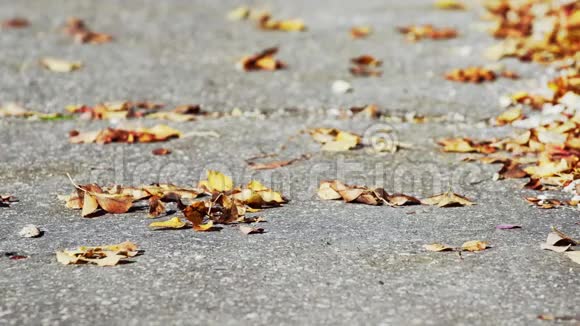 城市公园小径上的秋叶视频的预览图