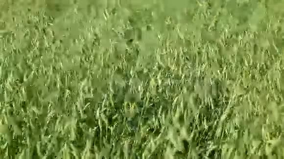 燕麦播种视频的预览图