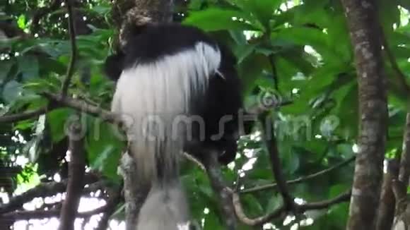 树上的猴头视频的预览图