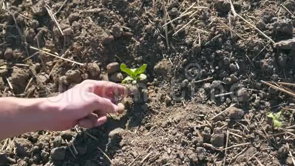 在阳光明媚的日子里农民用男性的双手种植向日葵的绿色嫩芽轻轻地压在小苗周围视频的预览图