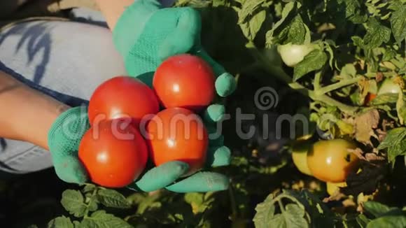农民手拿西红柿的特写视频的预览图