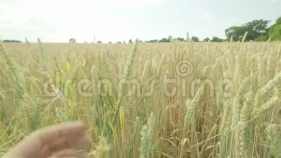 一个白人农民检查他的庄稼视频的预览图
