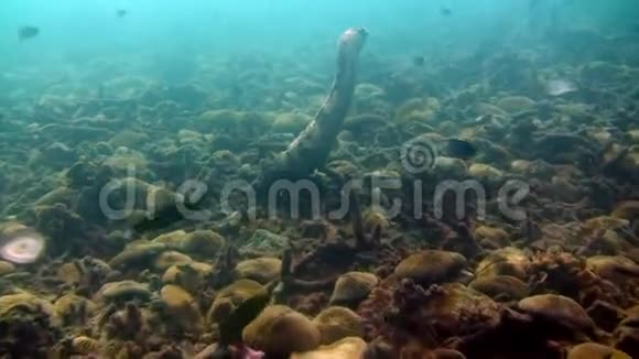 加拉帕戈斯海底海洋泻湖上的海参视频的预览图