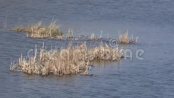 泉湖里的水视频的预览图