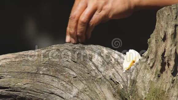 老手把米粒放在树枝上打算给玛雅树麻雀视频的预览图